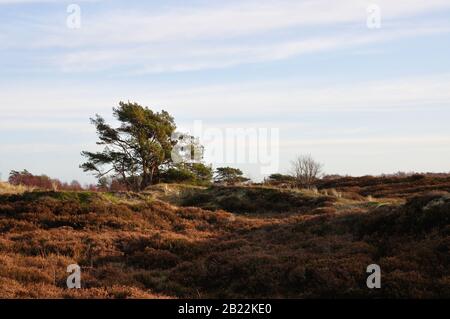 In der wunderschönen Dünenheide im Nationalpark Hiddensee zwischen Vitte und neuendorf kann man wunderbar entspannen. Stock Photo