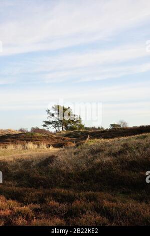 In der wunderschönen Dünenheide im Nationalpark Hiddensee zwischen Vitte und neuendorf kann man wunderbar entspannen. Stock Photo