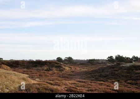 In der wunderschönen Dünenheide im Nationalpark Hiddensee zwischen Vitte und neuendorf kann man wunderbar entspannen. Stock Photo