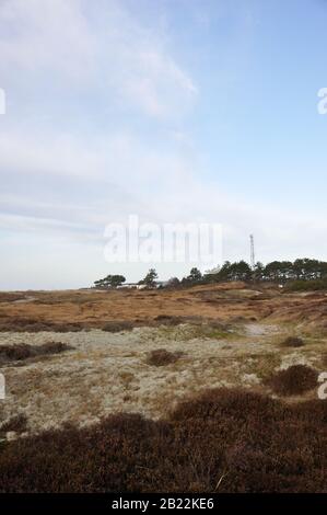 In der wunderschönen Dünenheide im Nationalpark Hiddensee zwischen Vitte und neuendorf kann man wunderbar entspannen. Stock Photo