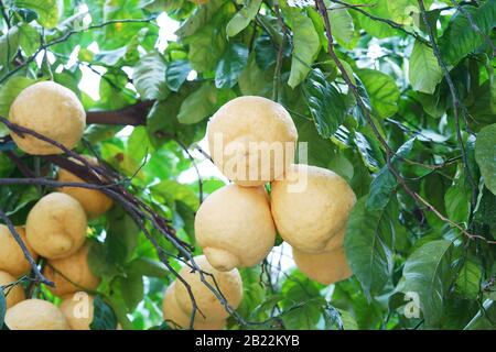 Lemons growing on tree in grove, Sorrento, Campania, Italy Stock Photo