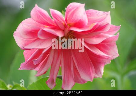 bumble bee on a pink dahlia bottom. Big pink flower close up. Picture for greeting card design, 8 march, postcards.