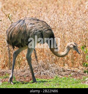 Greater Rhea free in nature Stock Photo