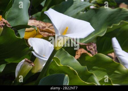 Zantedeschia aethiopica in natural habitat close to Gordon's bay in the Western Cape of South Africa Stock Photo