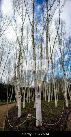 White Stem Silver Birch Trees Stock Photo