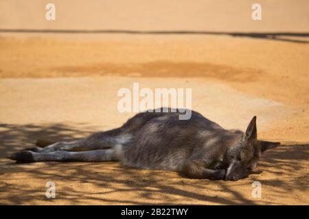 australian bennetts wallaby asleep in the afternoon sun Stock Photo