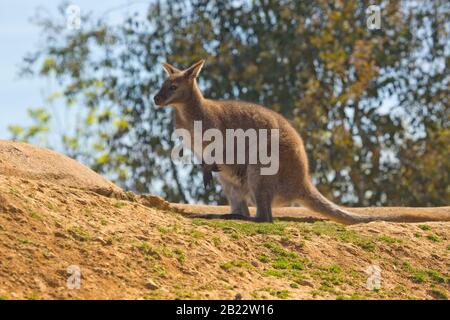 an australian bennetts wallaby on a rock Stock Photo