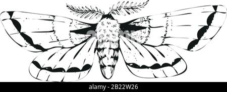 Vector mystic vintage black ink moth, butterfly Stock Vector