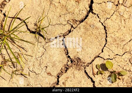 Dried up earth with big cracks, dry desert ground closeup dirt rough background texture, little green pieces of grass drought and lack of water Stock Photo