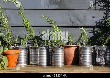 Rosemary heel cuttings Stock Photo