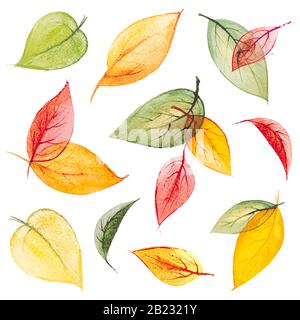 Set of vector watercolor isolated autumn leaves Stock Vector