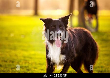 Happy Border Collie dog without leash outdoors in nature in beautiful sunrise. Happy Dog looking to camera in city park. Stock Photo