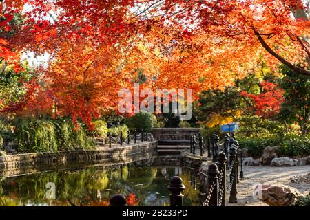Autumn colours of the Chinese Maple Tree, Acer palmatum, at Hongkou Park in Shanghai, China. Stock Photo