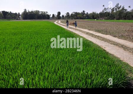 rural landscape of bengal Stock Photo