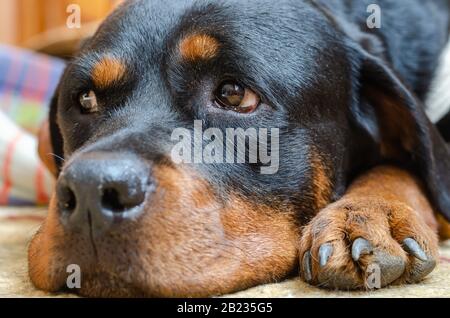 A young female Rottweiler lies on a carpet. Portrait of a pet with sad eyes. Misses the owner. Love to the animals. Selective focus. Stock Photo