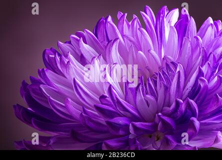 Closeup of beautiful chrysanthemum flower on a dark background Stock Photo