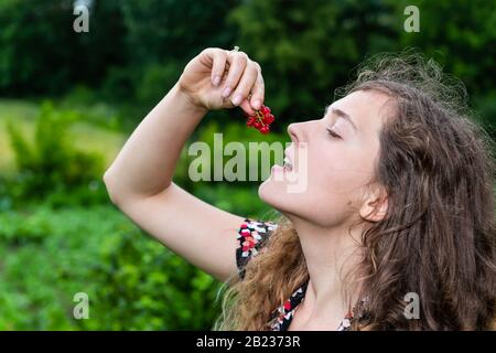 Woman eating red currant berries by plant bush in Russia or Ukraine garden dacha farm with fruit into open mouth Stock Photo