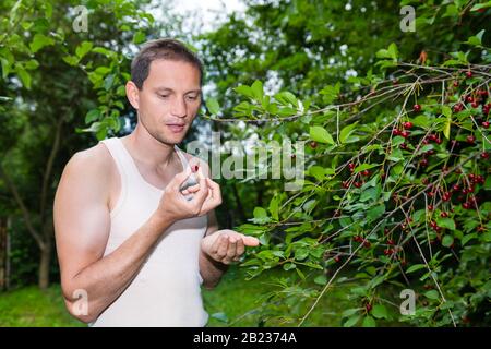 Red sour cherry berries on tree in Russia or Ukraine garden dacha farm with young man farmer picking holding eating fruit with open mouth Stock Photo