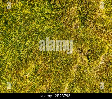 texture of green moss on tree stem, detail Stock Photo