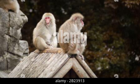 Japanese macaque monkeys in Ueno Zoo, Japan Stock Photo