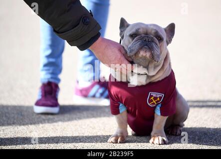 A dog wearing a West Ham United shirt outside the ground before the Premier League match at London Stadium. Stock Photo