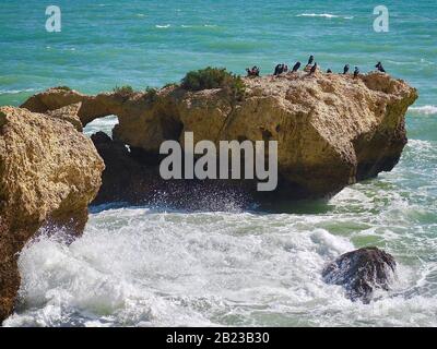 Colony of cormorant birds on a rock in the sea in Albufeira at the Algarve coast of Portugal Stock Photo