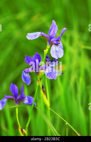 Beautiful bright irises in the spring garden Stock Photo