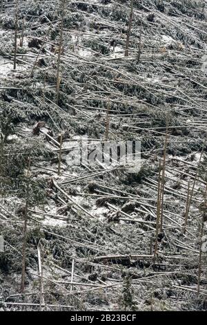 Windfall in forest. Storm damage. Fallen trees in coniferous forest after strong hurricane wind in Romania. Stock Photo