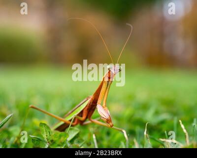 closeup of praying mantis in grass Stock Photo