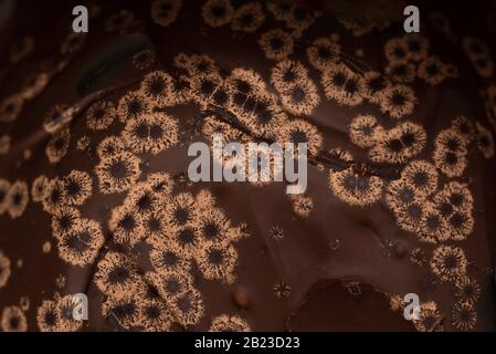 brown chocolate with crystallized flowers Stock Photo