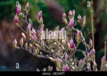 closed buds of magnolia tree. beautiful nature scenery in morning light. green and purple colors Stock Photo