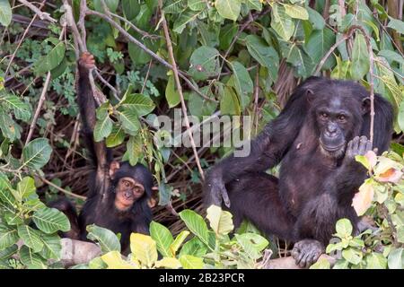 Chimpanzee (Pan troglodytes) mother and child, in a tree, Chimpanzee Rehabilitation Project, River Gambia National Park, Gambia. Stock Photo