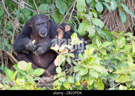 Chimpanzee (Pan troglodytes) mother and child, in a tree, Chimpanzee Rehabilitation Project, River Gambia National Park, Gambia. Stock Photo