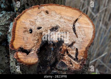 a branch had to be sawed off because it was damaged by woodworms Stock Photo