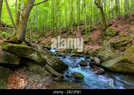 water stream in the beech forest. beautiful nature scenery in spring, trees in fresh green foliage. mossy rocks and boulders on the shore. warm sunny Stock Photo