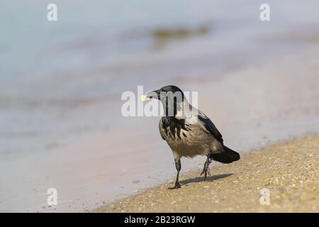 Beautiful grey crow (lat. Corvus cornix) is a bird of the Raven - there is a sandy shore with a piece of prey in beak Stock Photo