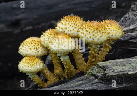 Shaggy Pholiota, Pholiota squarrosa, growing on a decaying sugar maple log in Pennsylvania' s Pocono Mountains. Stock Photo
