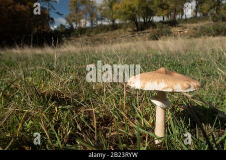 mushroom parasol on grass mushrooms, Macrolepiota mastoidea in green meadow Stock Photo