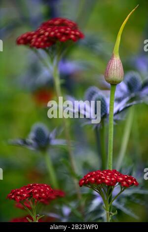 allium atropurpureum,flowerhead,Achillea millefolium Red Velvet,Yarrow,Eryngium X Zabelii Big Blue,Sea Holly,in background,out of focus,red and blue Stock Photo