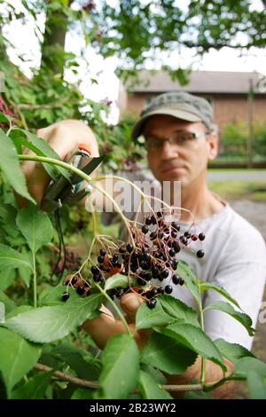 Caucasian man harvesting elderberries