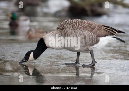 Canada Goose, Branta canadensis,  Single adult standing on frozen pond. Epping Forest, Essex, UK. Stock Photo