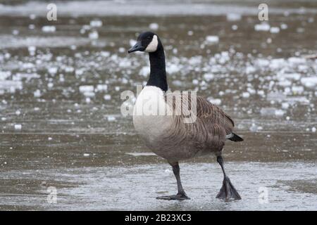 Canada Goose, Branta canadensis, single adult standing on frozen pond. Taken January.  Epping Forest, Essex, UK. Stock Photo