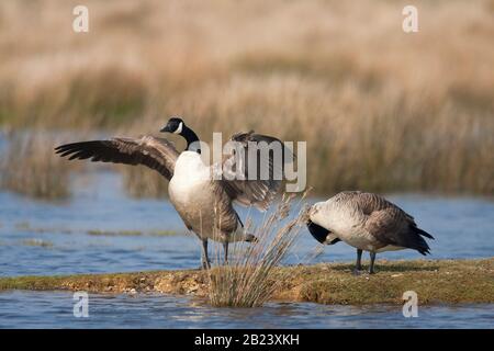 Canada Geese, Branta canadensis, adults flapping wings and preening. Pennington Marshes, Hampshire, UK. Stock Photo