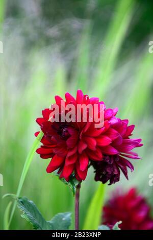 Flowers of Dahlia Karma Amora a Waterlily type flowering in September ...