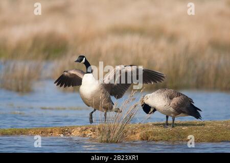 Canada Geese, Branta canadensis,  Adults flapping wings and preening. Pennington Marshes, Hampshire, UK. Stock Photo