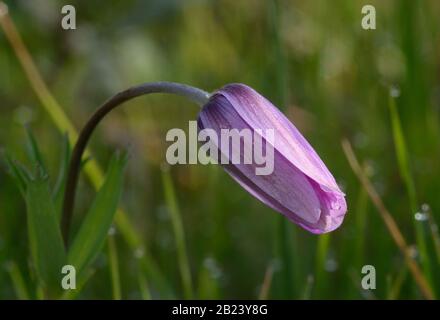 Close-up of purple Anemone wildflower against the green meadow background Stock Photo