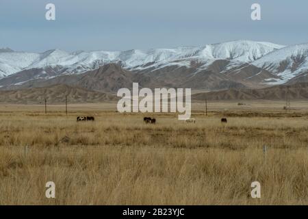 Horses grazing in a pasture which under the snow hills Stock Photo