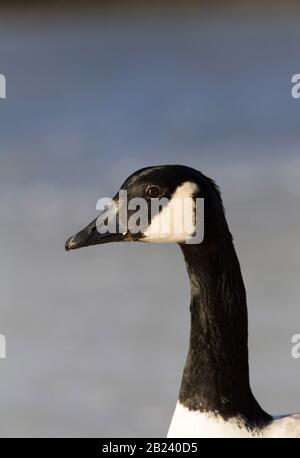 Canada Goose, Branta canadensis, portrait of single adult. Epping Forest, Essex, UK. Stock Photo