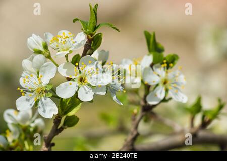 Blooming twig of plum (lat. Prunus domestica) in the spring garden. Flowers closeup Stock Photo