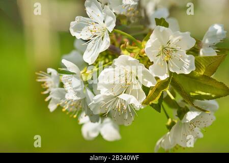 Blossoming twig of Cherry or bird Cherry (lat. Prunus avium) in spring garden. Flowers closeup Stock Photo